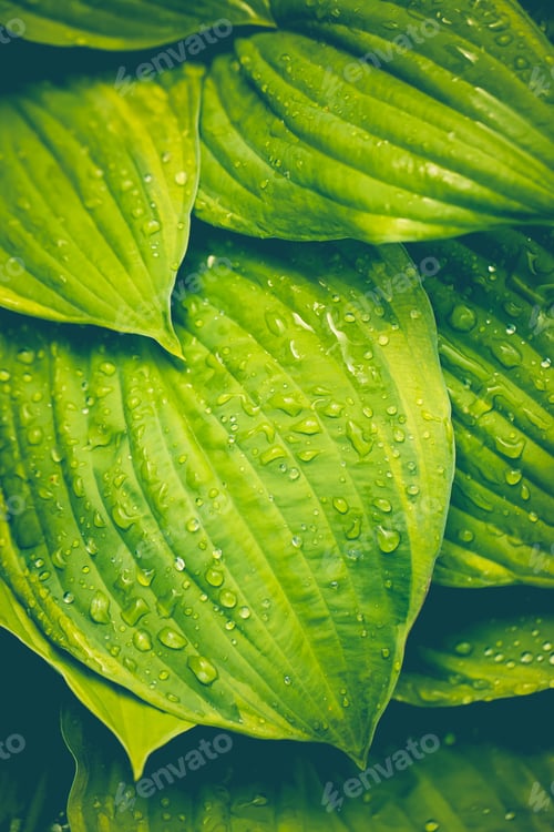 Preview: Beautiful hosta leaves with raindrops, a nice green background. Toned image.