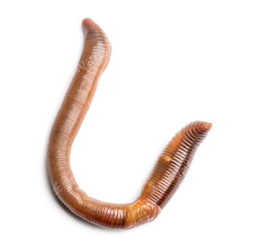 Preview: Common earthworm viewed from up high, Lumbricus terrestris, isolated on white