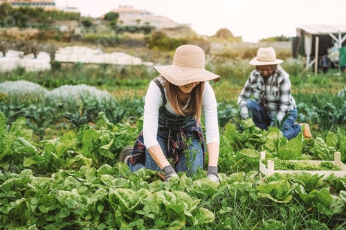 Preview: Farmers people working while picking up lettuce plant - Focus on left woman hands