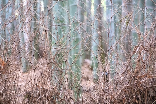 Preview: Closeup image of bamboo's trunk in the bamboo forest. Arashiyama, Japan