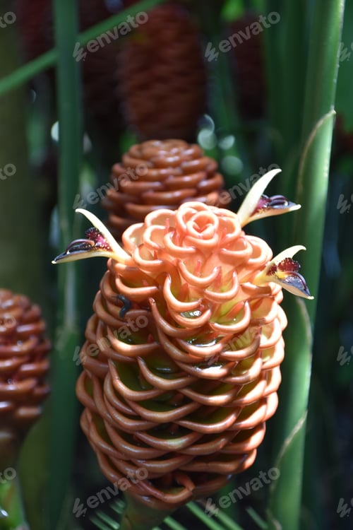 Preview: beehive ginger flower