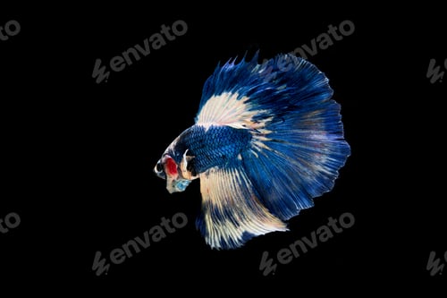 Preview: Beautiful colorful of siamese betta fish