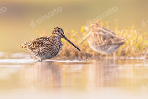 Preview: Common snipe wader bird in habitat background