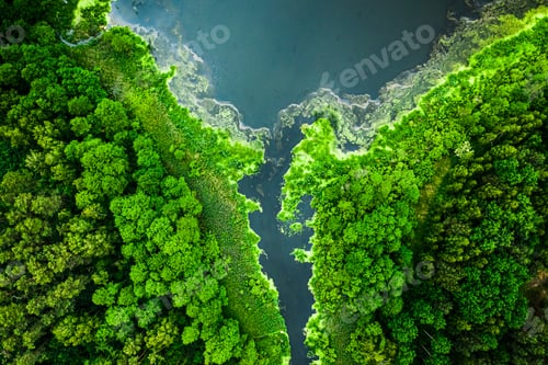 Preview: Blooming algae on the river and lake in spring