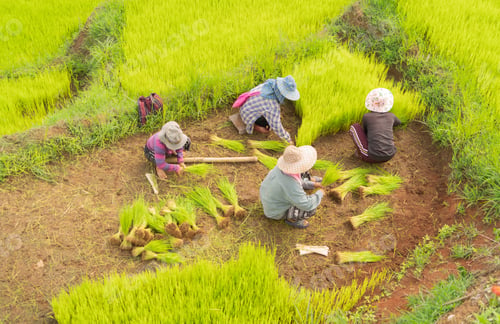 Preview: Fresh paddy rice, green agricultural field in countryside or rural area in Asia. Nature landscape.