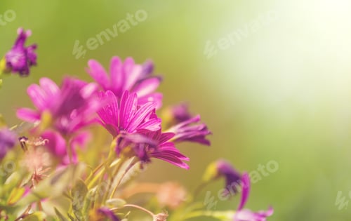 Preview: Flowers
