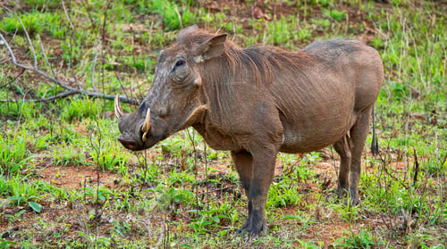Preview: Warthog, Kruger National Park, South Africa