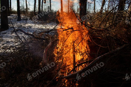 Preview: Burning fire. The bonfire burns in the forest. Texture of burning fire. Bonfire for cooking