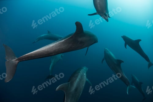 Preview: Shoal of Atlanic Bottle Nose Dolphins (Tursiops Truncatus) Socorro Island, Mexico