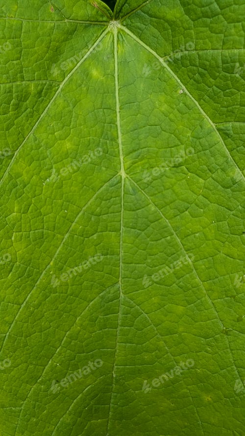 Preview: grape leaves as natural green background