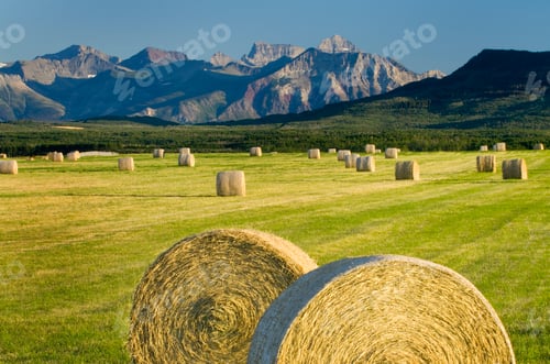 Preview: Hay bales in farm field in rural landscape