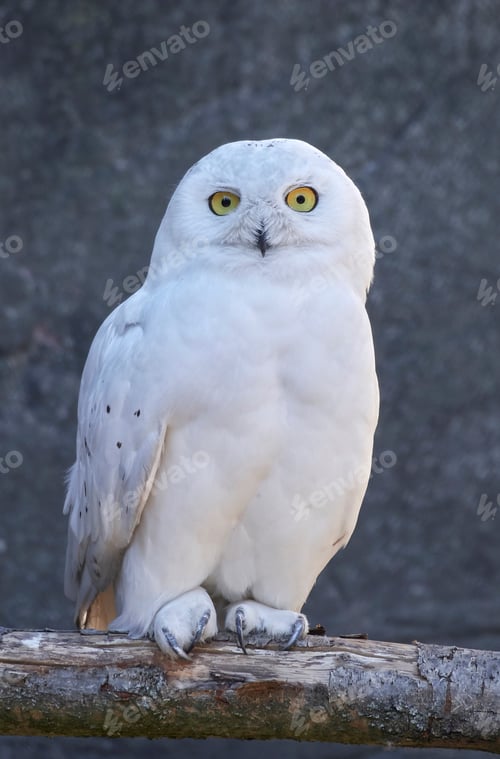 Preview: Snowy owl (Bubo scandiacus)