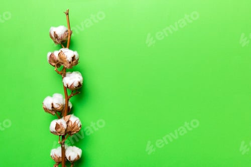 Preview: Autumn Floral composition. Dried white fluffy cotton flower branch top view
