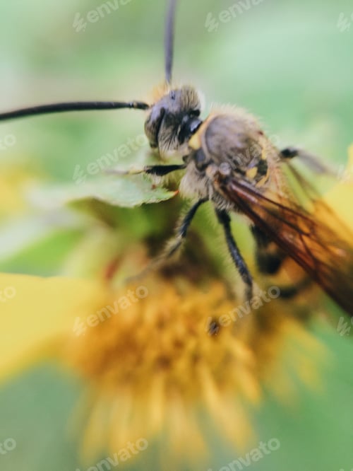 Preview: Free bee