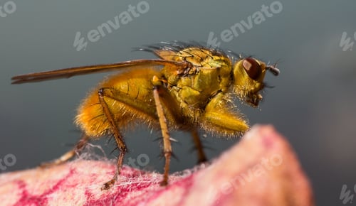 Preview: Macro shot of a golden dung fly with blurry background