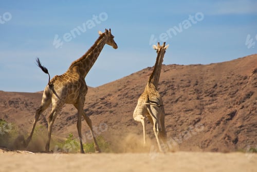 Preview: Giraffes running towards the desert and mountains