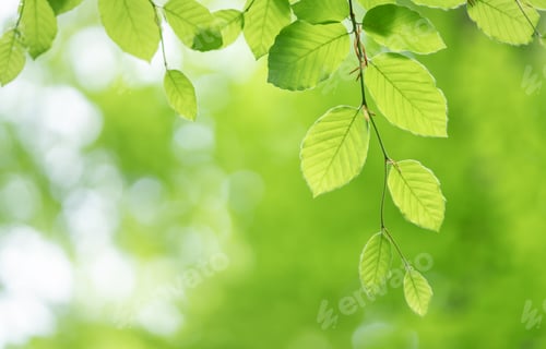 Preview: Spring leaf and beautiful bokeh background.