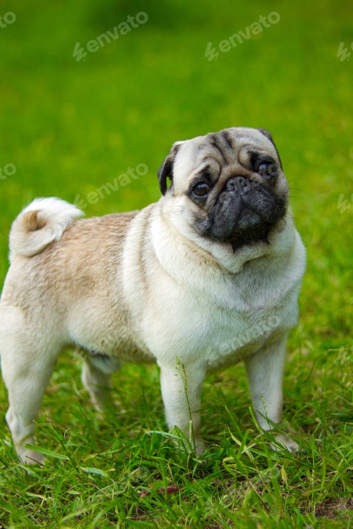 Preview: Pug, portrait. Pug dog playing outdoors. Portrait of beautiful male Pug Pug presses his ears
