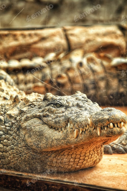 Preview: Spotted vicious crocodile in the zoo