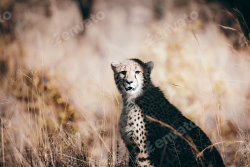 Preview: Cheetah in the Kruger national safari park
