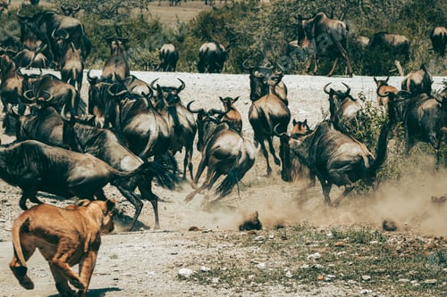 Preview: Herd of wildebeests running on a dusty field escaping a lion predator
