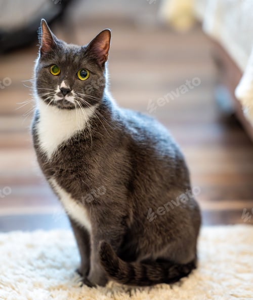 Preview: Gray and white cat indoors
