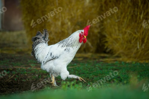 Preview: White rooster on traditional free range poultry farm