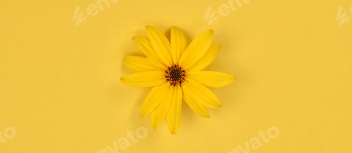 Preview: One yellow flower bud of topinambur on yellow background, top view flat lay, single wild sunflower