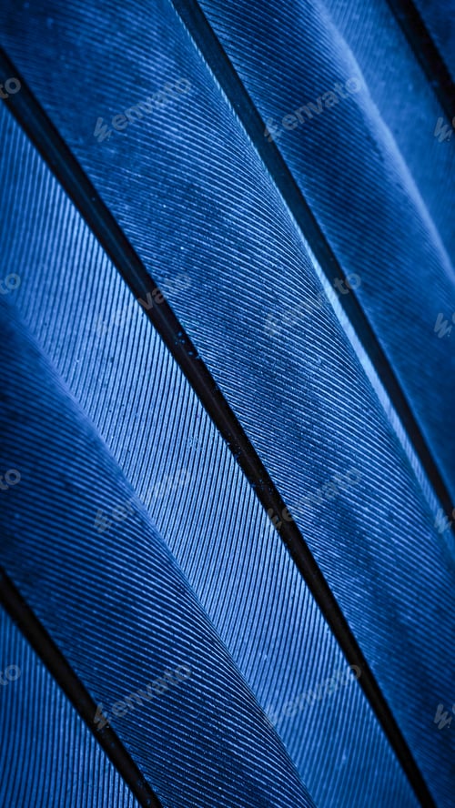 Preview: blue feather pigeon macro photo. texture or background