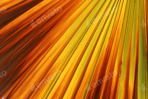 Preview: variegated colorful palm leaf for backgrounds