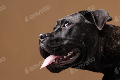 Preview: Brindle Cane Corso Panting Close Up Studio Portrait Side View