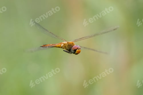 Preview: dragonfly in flight