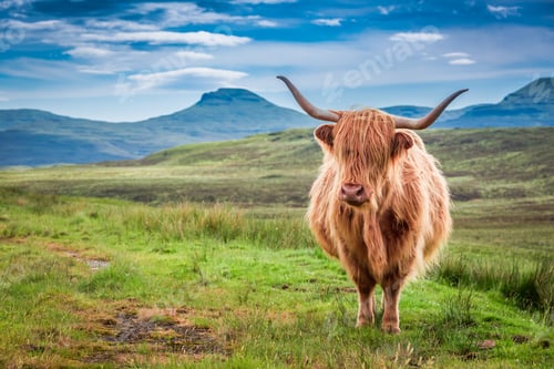 Preview: Grazing highland cow in Isle of Skye, Scotland