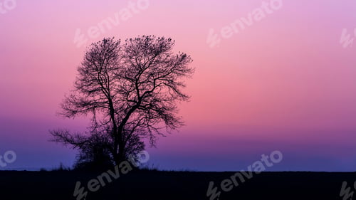 Preview: Silhouette of a tree on top of a hill captured under the purple sky