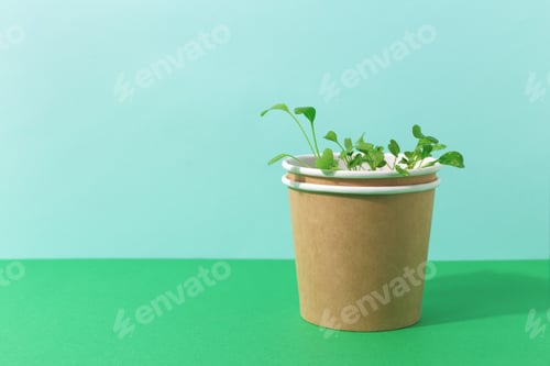 Preview: Arugula seedlings growing in paper cup.