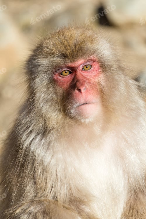 Preview: Snow Monkey