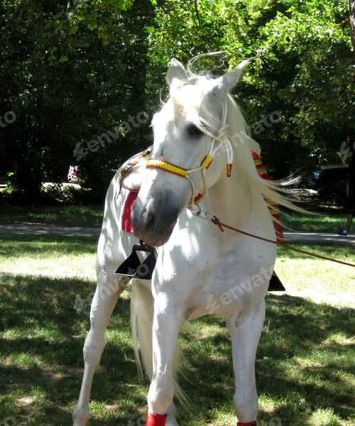 Preview: horse, mare, wilderness, stallion