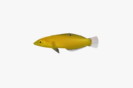 Preview: Small fish with round body and fluffy fins