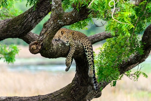 Preview: Sri Lankan Leopard resting on top of a tree