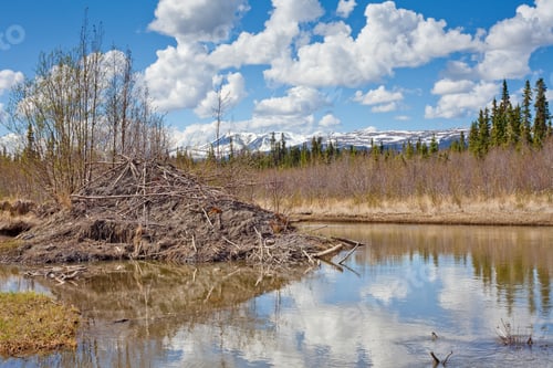 Preview: Beaver Lodge taiga wetland Yukon Canada