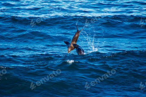Preview: Happy, playful sea lions jumping deep blue waves in the Pacific Ocean