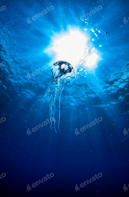 Preview: Jellyfish (Cubozoa) swimming in tropical underwaters bottom view