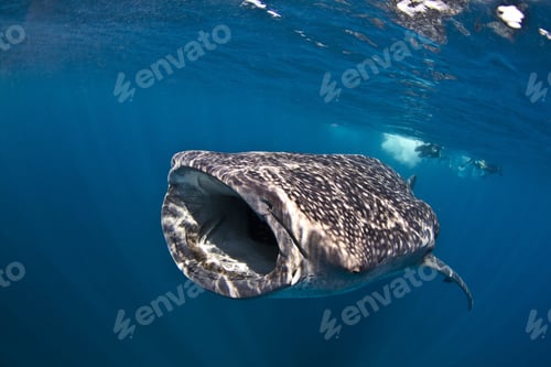 Preview: Shot of a whale shark living his best life underwater in the sea