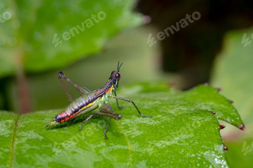 Preview: Grasshopper perched on a leaf looking into the forest