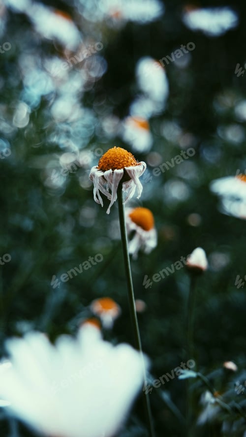 Preview: Flower