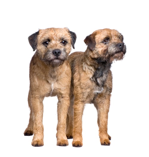 Preview: Border terrier