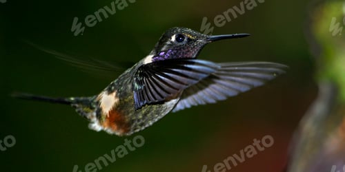 Preview: Hummingbird, Maquipucuna Cloudforest Reserve, Ecuador