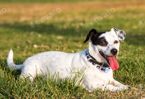Preview: Pet animal; Jack Russell dog.