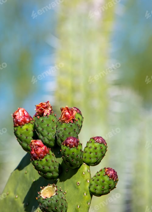 Preview: Blooming Prickly Pear Cactus in Desert Sunlight