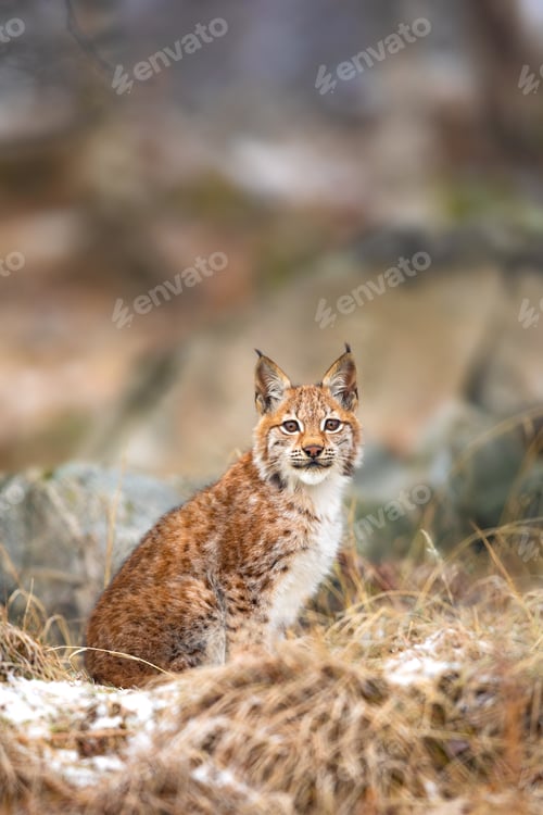 Preview: Young eurasian lynx sits in the grass at winter